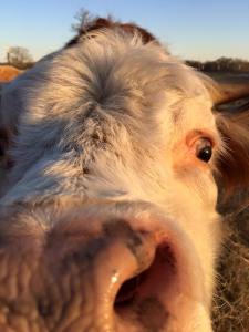 12670574_1274273472586487_3387446596239655155_n