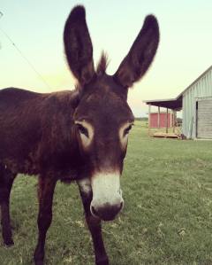 13442486_1388145577865942_3154986985830148368_o